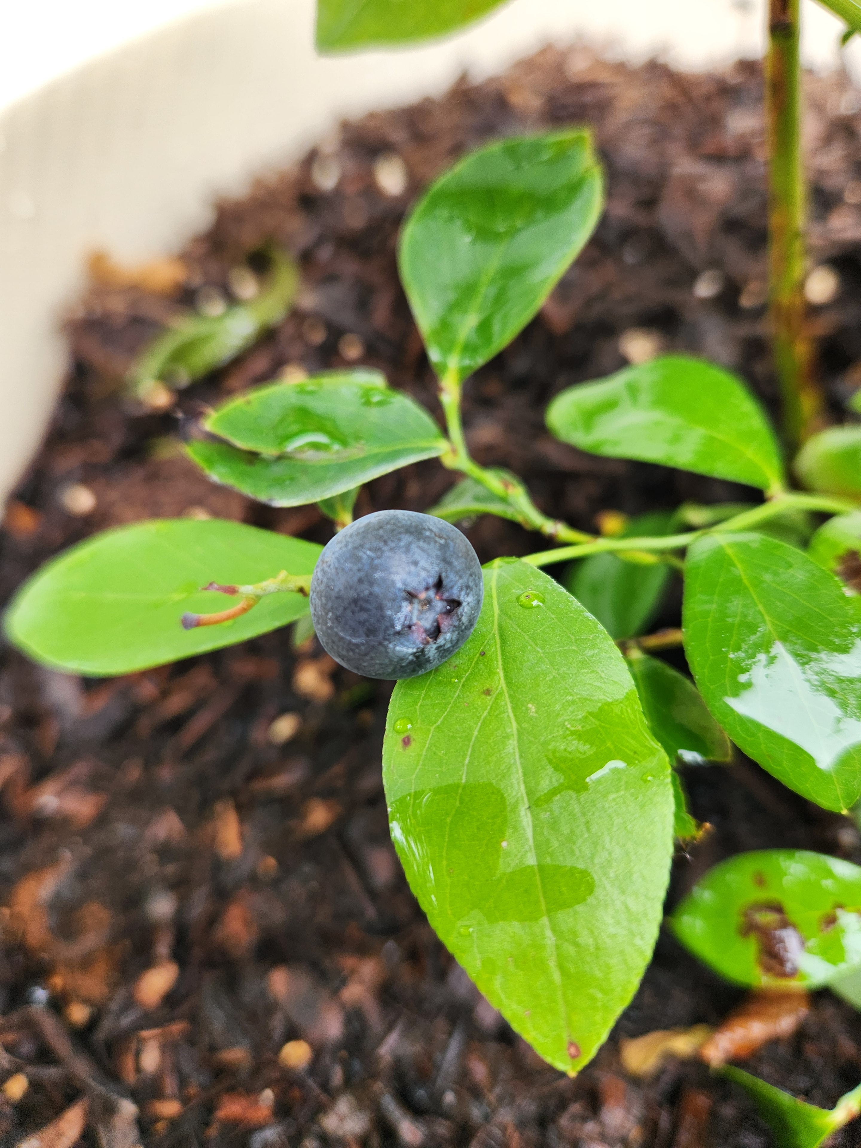 Older adults gardening together in a community garden